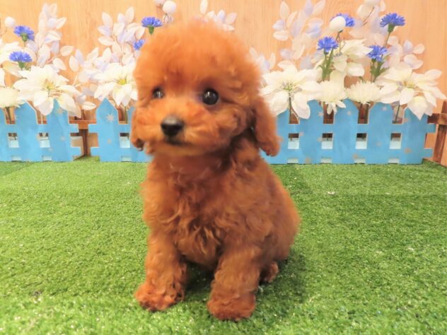 兵庫県のトイプードル(トイ) (アミーゴ伊丹店/2025年9月12日生まれ/女の子/レッドフォーン)の子犬の2枚目の画像