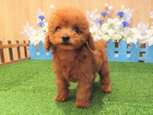 兵庫県のトイプードル(トイ) (アミーゴ伊丹店/2025年9月12日生まれ/女の子/レッドフォーン)の子犬の1枚目の画像