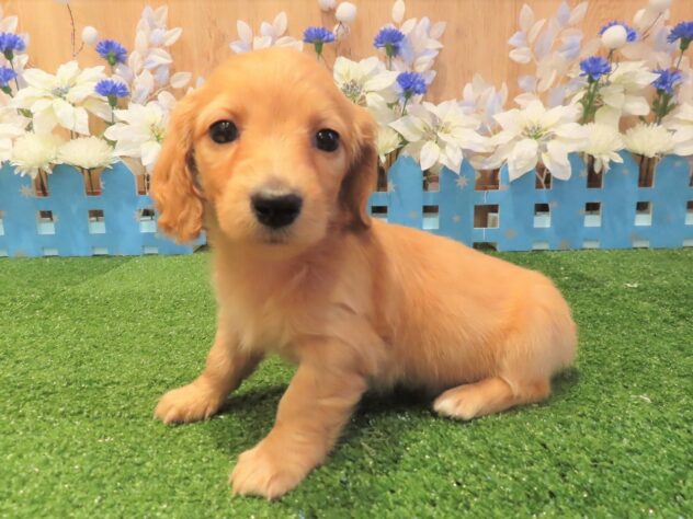 兵庫県のミニチュアダックスフンド(ロング) (アミーゴ伊丹店/2025年9月16日生まれ/女の子/ゴールド)の子犬の3枚目の画像