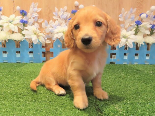 兵庫県のミニチュアダックスフンド(ロング) (アミーゴ伊丹店/2025年9月16日生まれ/女の子/ゴールド)の子犬の1枚目の画像