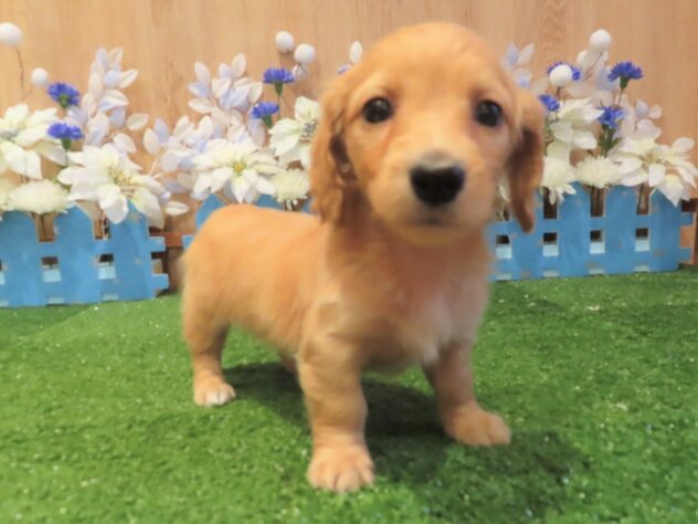 兵庫県のミニチュアダックスフンド(ロング) (アミーゴ伊丹店/2025年9月16日生まれ/女の子/ゴールド)の子犬の2枚目の画像