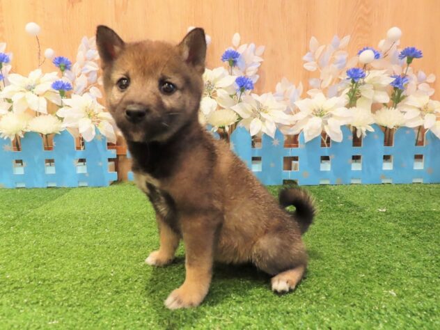 兵庫県の豆柴 (アミーゴ伊丹店/2025年9月17日生まれ/女の子/胡麻)の子犬の3枚目の画像