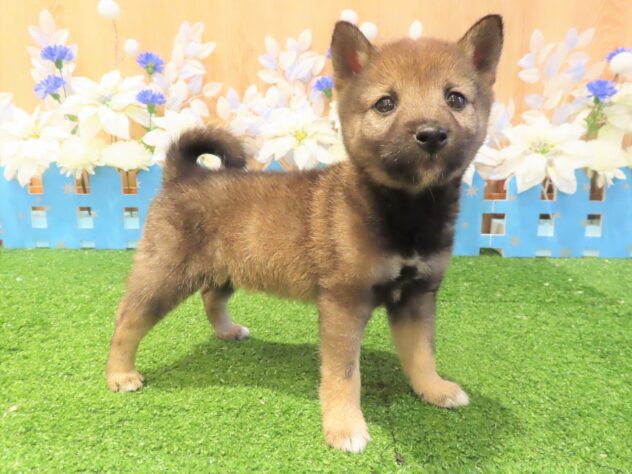 兵庫県の豆柴 (アミーゴ伊丹店/2025年9月17日生まれ/女の子/胡麻)の子犬の1枚目の画像