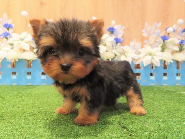 兵庫県のヨークシャーテリア (アミーゴ伊丹店/2025年9月17日生まれ/女の子/スチールブルータン)の子犬の2枚目の画像