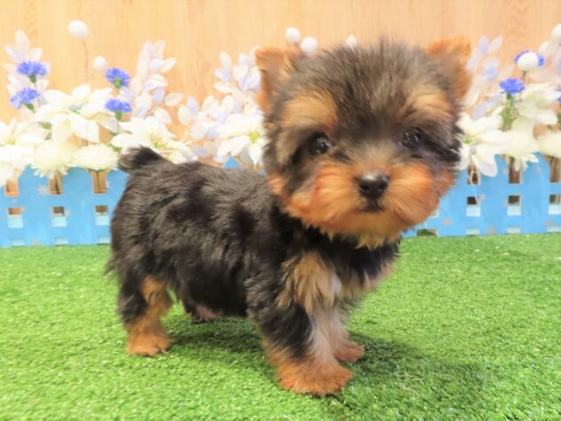 兵庫県のヨークシャーテリア (アミーゴ伊丹店/2025年9月17日生まれ/女の子/スチールブルータン)の子犬の3枚目の画像