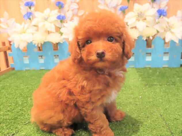 兵庫県のトイプードル(トイ) (アミーゴ伊丹店/2025年9月23日生まれ/女の子/レッドフォーン)の子犬