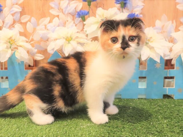 兵庫県のスコティッシュフォールド (アミーゴ伊丹店/2025年9月20日生まれ/女の子/ブラウンパッチドタビーホワイト)の子猫の1枚目の画像