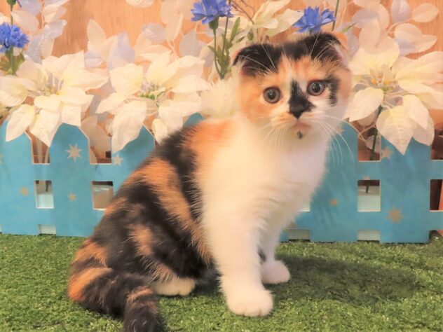 兵庫県のスコティッシュフォールド (アミーゴ伊丹店/2025年9月20日生まれ/女の子/ブラウンパッチドタビーホワイト)の子猫の2枚目の画像