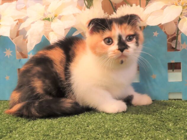 兵庫県のスコティッシュフォールド (アミーゴ伊丹店/2025年9月20日生まれ/女の子/ブラウンパッチドタビーホワイト)の子猫の3枚目の画像