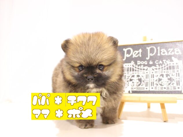 兵庫県のハーフ犬・ミックス犬 (ペット・プラザ アミーゴつかしん店/2025年8月27日生まれ/男の子/セーブル)の子犬の1枚目の画像