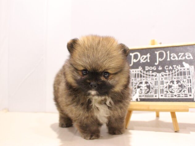 兵庫県のハーフ犬・ミックス犬 (ペット・プラザ アミーゴつかしん店/2025年8月27日生まれ/男の子/セーブル)の子犬の2枚目の画像