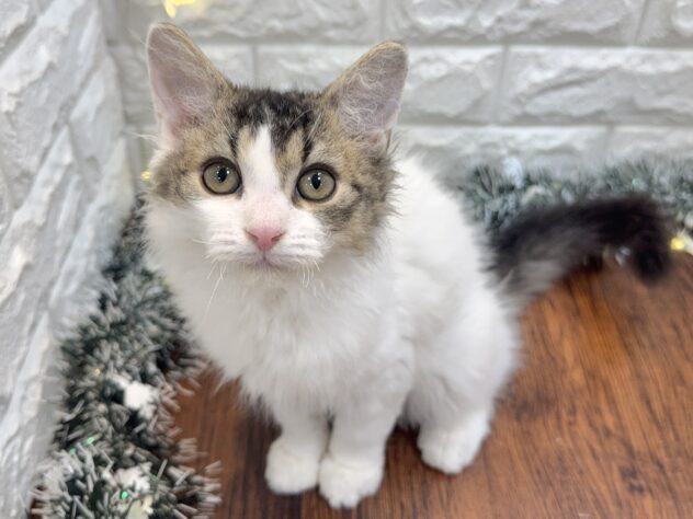 兵庫県のセルカークレックス (ワンキャラット アミーゴ姫路飾磨店/2025年8月24日生まれ/女の子/ブラウンティックドタビーホワイト)の子猫の3枚目の画像