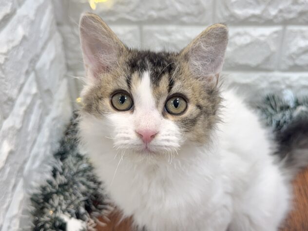 兵庫県のセルカークレックス (ワンキャラット アミーゴ姫路飾磨店/2025年8月24日生まれ/女の子/ブラウンティックドタビーホワイト)の子猫の1枚目の画像