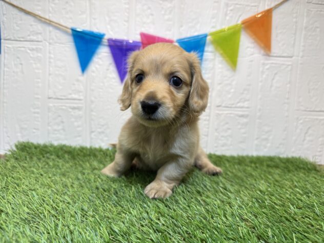 福島県のミニチュアダックスフンド(ロング) (アミーゴ郡山南店/2025年9月8日生まれ/女の子/イエロー)の子犬