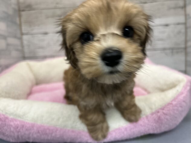 広島県のハーフ犬・ミックス犬 (アミーゴ多治米店/2025年9月15日生まれ/女の子/レッド)の子犬の3枚目の画像