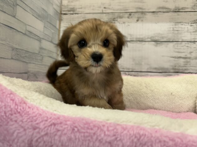 広島県のハーフ犬・ミックス犬 (アミーゴ多治米店/2025年9月15日生まれ/女の子/レッド)の子犬の1枚目の画像