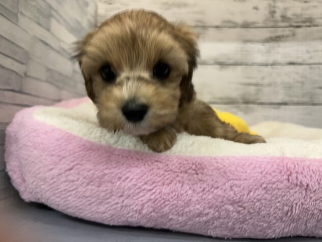 広島県のハーフ犬・ミックス犬 (アミーゴ多治米店/2025年9月15日生まれ/女の子/レッド)の子犬の2枚目の画像