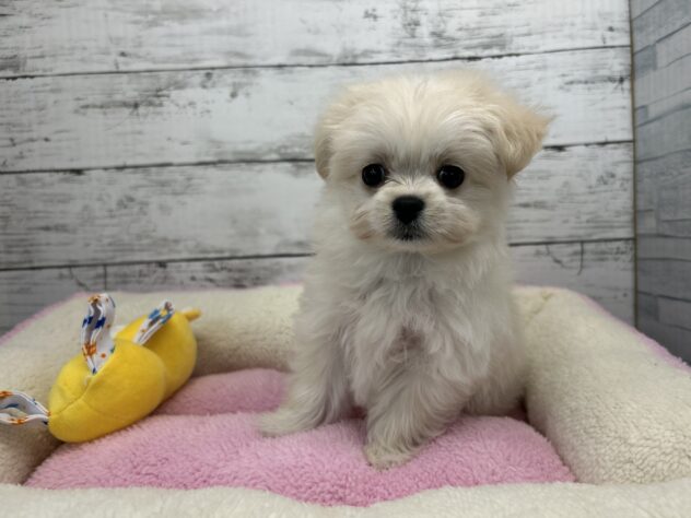 広島県のハーフ犬・ミックス犬 (アミーゴ多治米店/2025年9月17日生まれ/女の子/クリーム)の子犬