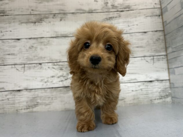 広島県のハーフ犬・ミックス犬 (アミーゴ多治米店/2025年8月24日生まれ/男の子/レッド)の子犬