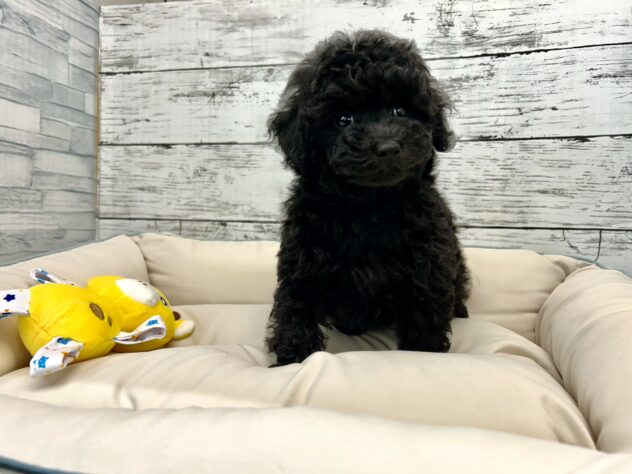 広島県のトイプードル(トイ) (アミーゴ多治米店/2025年9月25日生まれ/男の子/ブラック)の子犬の2枚目の画像