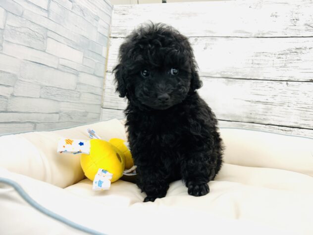 広島県のトイプードル(トイ) (アミーゴ多治米店/2025年9月25日生まれ/男の子/ブラック)の子犬の1枚目の画像