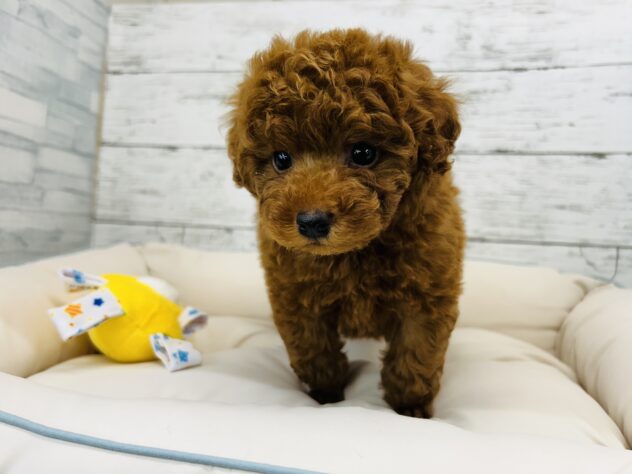 広島県のトイプードル(トイ) (アミーゴ多治米店/2025年9月25日生まれ/男の子/レッドフォーン)の子犬