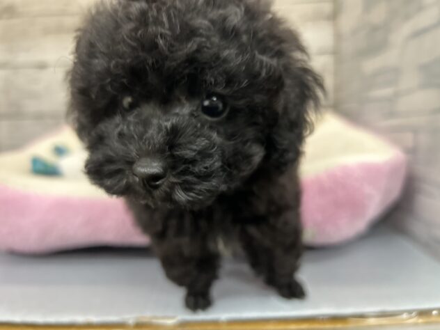 広島県のトイプードル(トイ) (アミーゴ多治米店/2025年9月11日生まれ/男の子/ブラック)の子犬の1枚目の画像