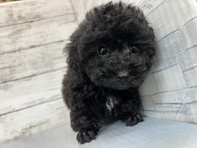 広島県のトイプードル(トイ) (アミーゴ多治米店/2025年9月11日生まれ/男の子/ブラック)の子犬の2枚目の画像