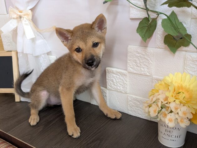 宮城県の豆柴 (アミーゴ古川駅前店/2025年7月22日生まれ/男の子/赤)の子犬の1枚目の画像