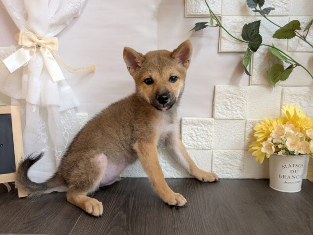 宮城県の豆柴 (アミーゴ古川駅前店/2025年7月22日生まれ/男の子/赤)の子犬の2枚目の画像