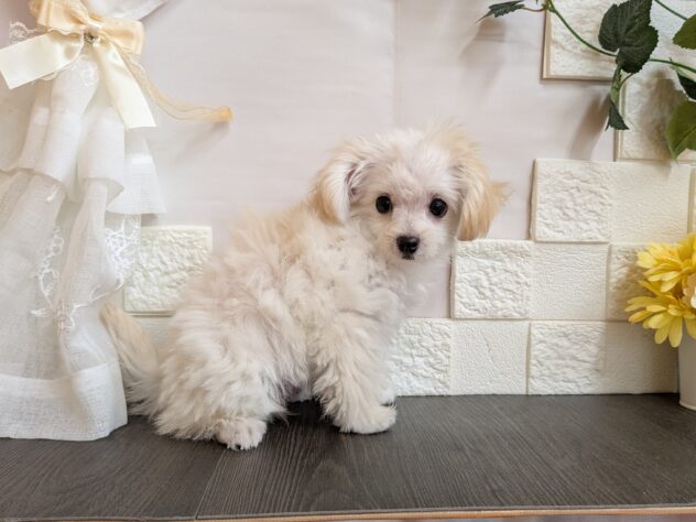 宮城県のハーフ犬・ミックス犬 (アミーゴ古川駅前店/2025年7月28日生まれ/女の子/クリーム)の子犬の2枚目の画像