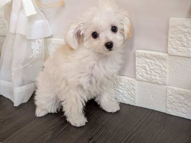 宮城県のハーフ犬・ミックス犬 (アミーゴ古川駅前店/2025年7月28日生まれ/女の子/クリーム)の子犬の1枚目の画像