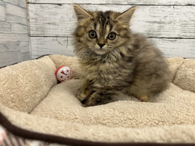 広島県のスコティッシュフォールド (アミーゴ多治米店/2025年9月8日生まれ/女の子/ブラウンパッチドタビー)の子猫の1枚目の画像