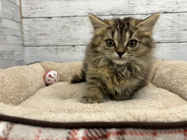 広島県のスコティッシュフォールド (アミーゴ多治米店/2025年9月8日生まれ/女の子/ブラウンパッチドタビー)の子猫の2枚目の画像