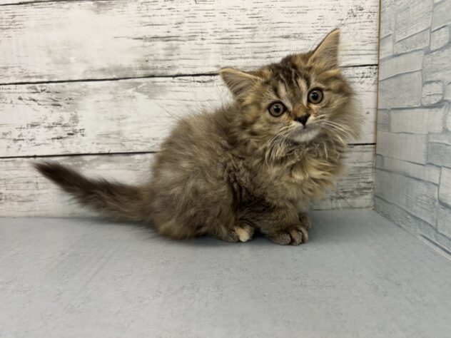 広島県のスコティッシュフォールド (アミーゴ多治米店/2025年9月8日生まれ/女の子/ブラウンパッチドタビー)の子猫の3枚目の画像