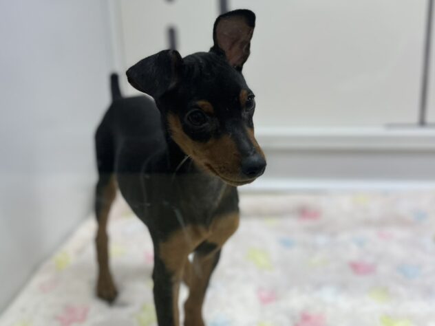 福島県のミニチュアピンシャー (アミーゴ須賀川店/2025年7月3日生まれ/男の子/ブラックタン)の子犬