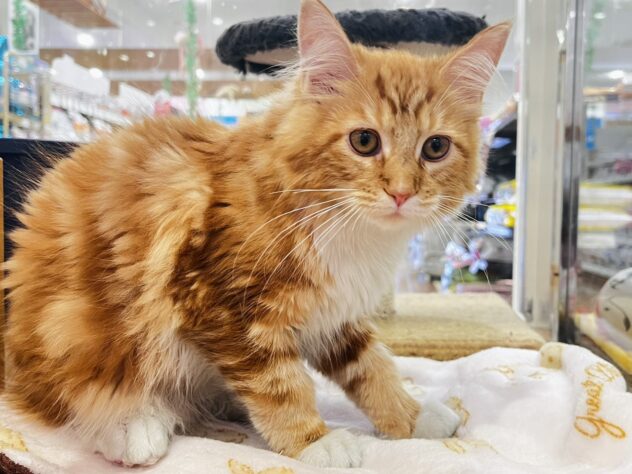 福島県のメインクーン (アミーゴ須賀川店/2025年7月2日生まれ/男の子/レッドタビーホワイト)の子猫