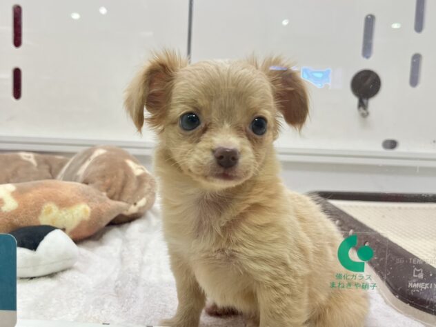 福島県のハーフ犬・ミックス犬 (アミーゴ須賀川店/2025年8月18日生まれ/女の子/クリーム)の子犬