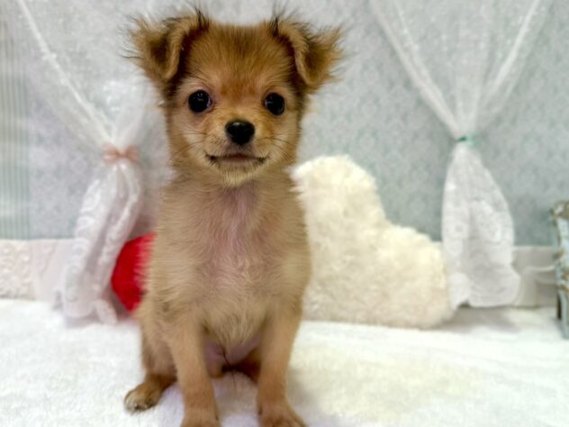 福島県のハーフ犬・ミックス犬 (アミーゴ本宮店/2025年7月17日生まれ/男の子/フォーン)の子犬