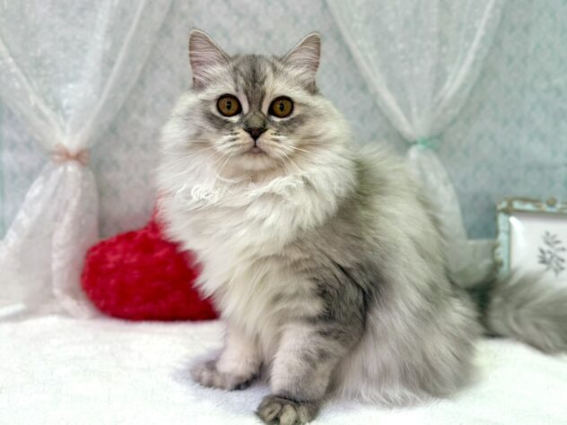 福島県のミヌエット (アミーゴ本宮店/2025年3月14日生まれ/女の子/チンチラシルバー)の子猫