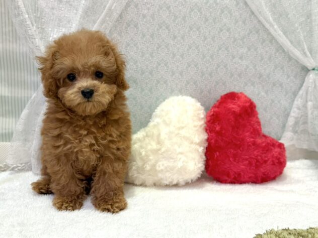 福島県のトイプードル(トイ) (アミーゴ本宮店/2025年8月4日生まれ/男の子/アプリコット)の子犬