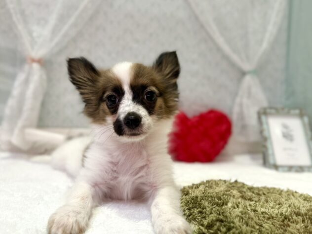 福島県のパピヨン (アミーゴ本宮店/2025年7月27日生まれ/男の子/ホワイトブラウン)の子犬