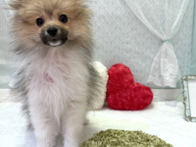 福島県のポメラニアン (アミーゴ本宮店/2025年7月7日生まれ/男の子/パーティーカラー)の子犬