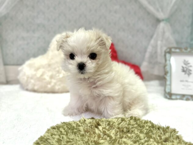 福島県のマルチーズ (アミーゴ本宮店/2025年9月8日生まれ/女の子/ホワイト)の子犬