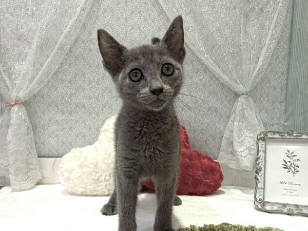 福島県のロシアンブルー (アミーゴ本宮店/2025年9月11日生まれ/女の子/ブルー)の子猫