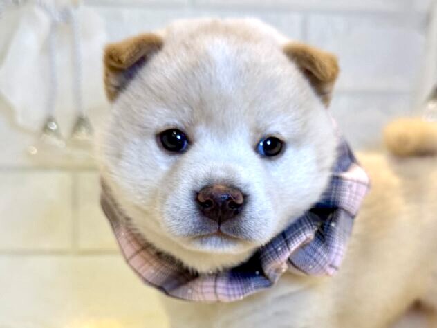 香川県の柴犬(標準サイズ) (ワンキャラット アミーゴ丸亀店/2025年9月20日生まれ/女の子/白)の子犬