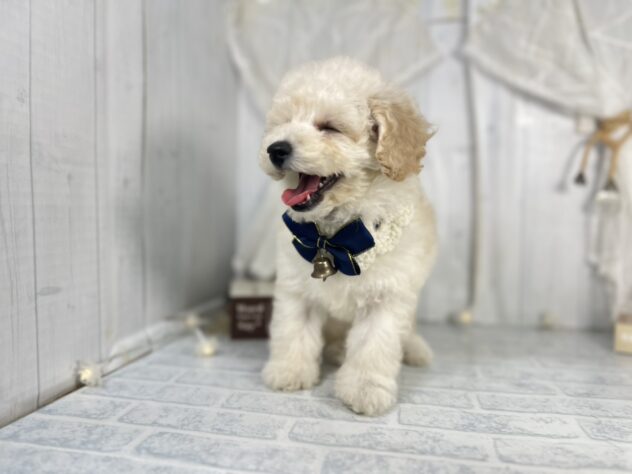 香川県のミニチュアプードル (ワンキャラット アミーゴ屋島店/2025年9月20日生まれ/男の子/ペールフォーン)の子犬の3枚目の画像