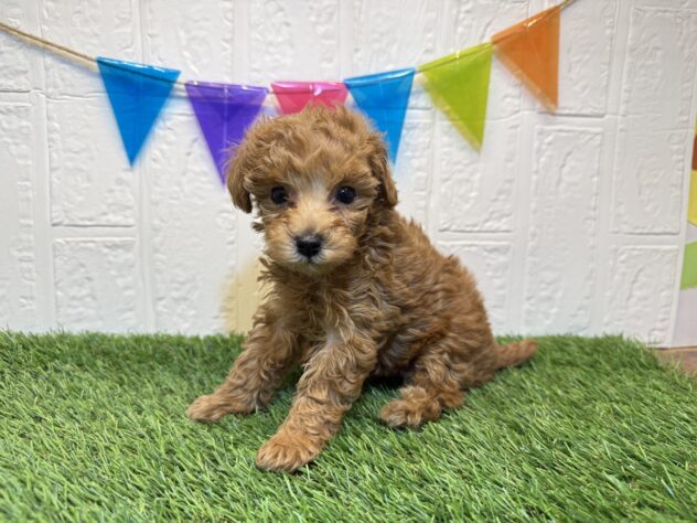 福島県のトイプードル(トイ) (アミーゴ郡山南店/2025年9月7日生まれ/女の子/オレンジフォーン)の子犬