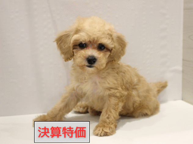 大阪府のトイプードル(トイ) (ペット・プラザ アミーゴ箕面店/2025年8月17日生まれ/女の子/クリーム)の子犬