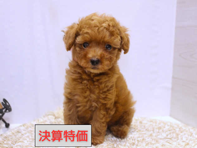大阪府のトイプードル(トイ) (ペット・プラザ アミーゴ箕面店/2025年8月20日生まれ/男の子/レッド)の子犬の1枚目の画像